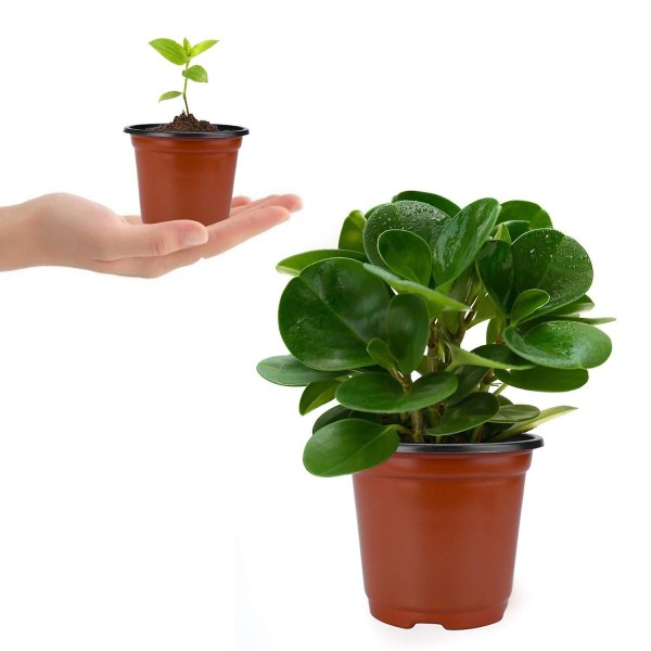 10 st plastodlingspottar för blomplantor, fröplantor, för trädgård, för att omplantera suckulenter, små växter, 12 cm