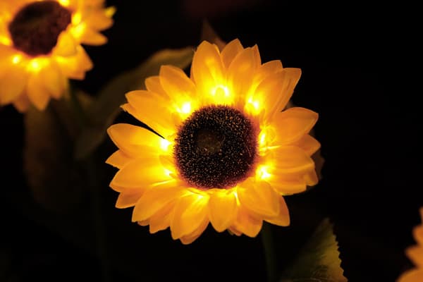 2 stk. solsikke solcellelamper, holdbare, vanntette, oppladbare LED