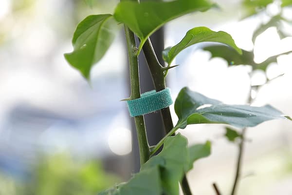 Växtbindningar Trädgårdstejp Återanvändbar Nylon Växtbindningsrem, Tomatväxtstöd, Trädbindningar & Växtstöd (grön)