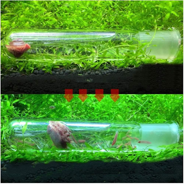 3 stk. Planarian-felle i glass, fellepenn for reker og insekter