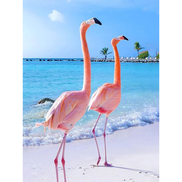 DIY 5D timanttimaalaus Punainen lintu Eläin, Flamingo Taide Taivas Ranta C