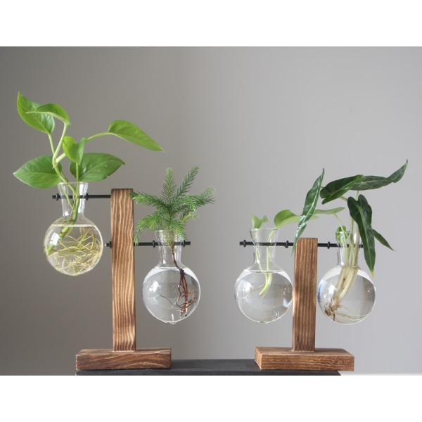 Kreativ träram hydroponisk vas grön dill växt klart glas