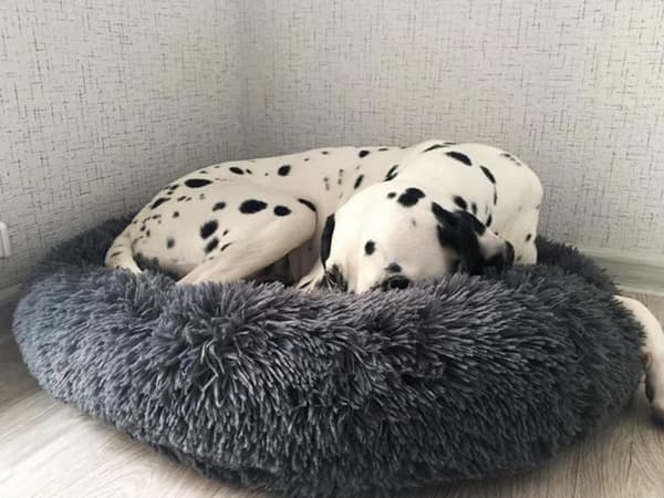Fluffig hundsäng kattsängkläder mjuk kudde soffsäng 80cm