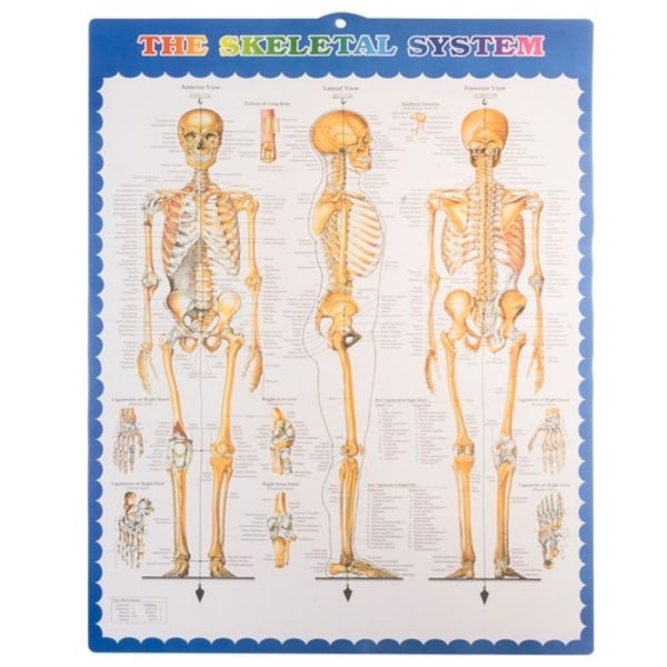 Människoskelett / Skelett på Stativ - 170 cm