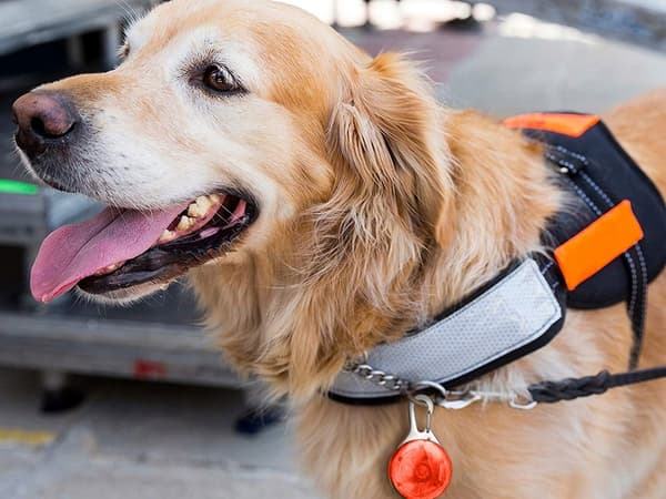 LED-lys til Halsbånd – Hundehalsbånd