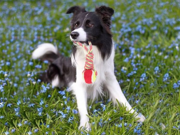 Dragleksak med boll / Kampleksak för Hund - Hundleksak