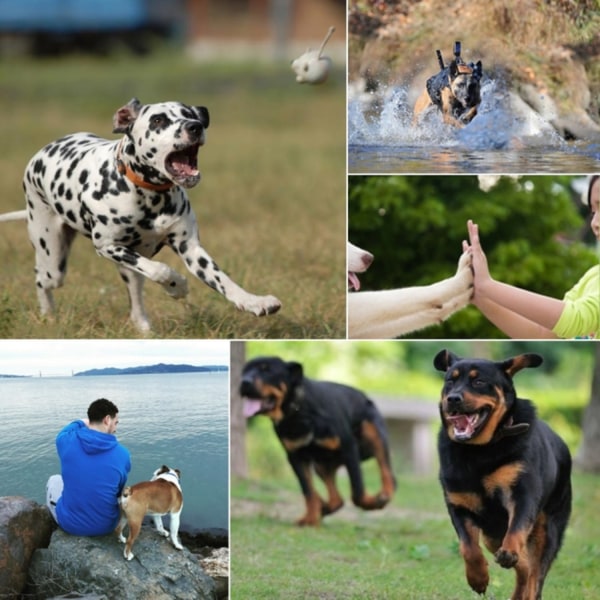 GoPro koiravaljaat / rintahihna / rintahihna / kiinnike - valjaat koirille