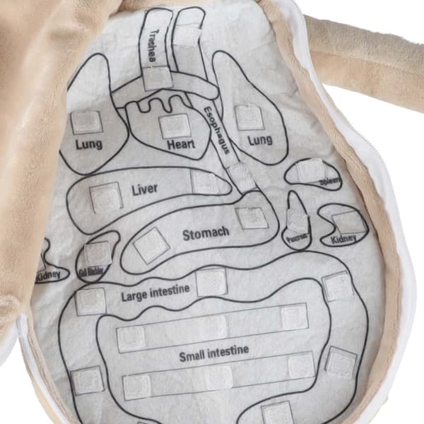 Anatomisk Docka för Barn Pojke