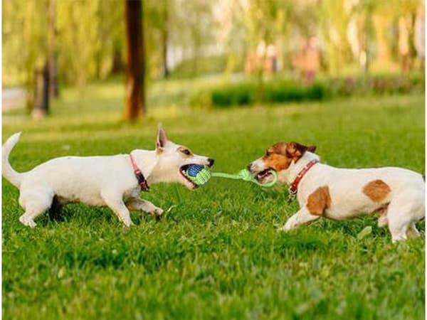 Dragleksak / Kampleksak för Hund - Hundleksak