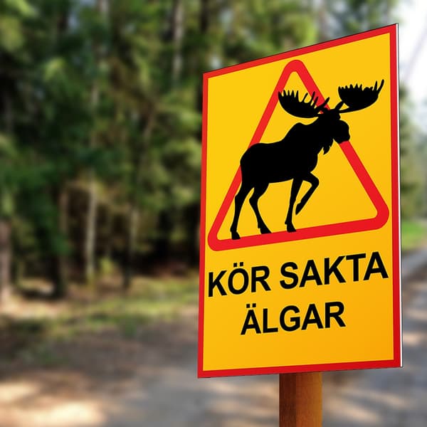 Varningsskylt "Kör Sakta Älgar" - Skylt / Trafikskylt MultiColor A2 2-Pack