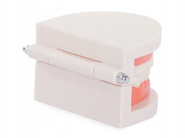 Anatomisk Tannmodell – Tannprotese