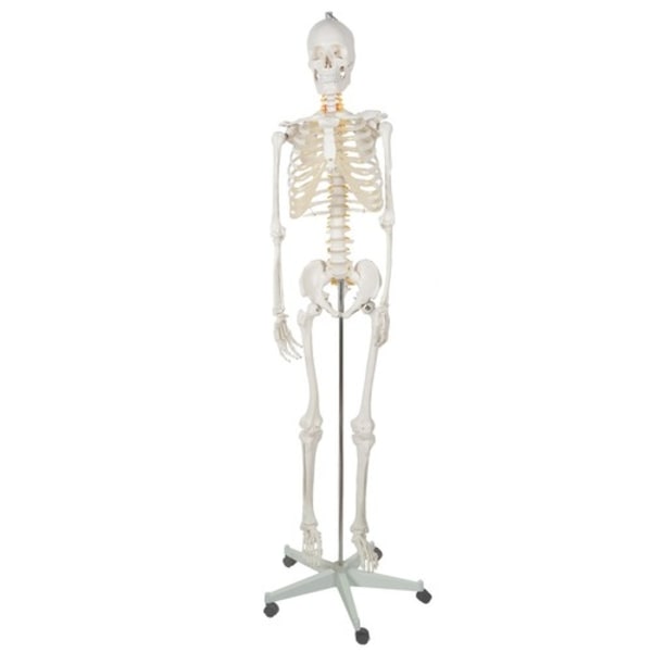 Människoskelett / Skelett på Stativ - 170 cm