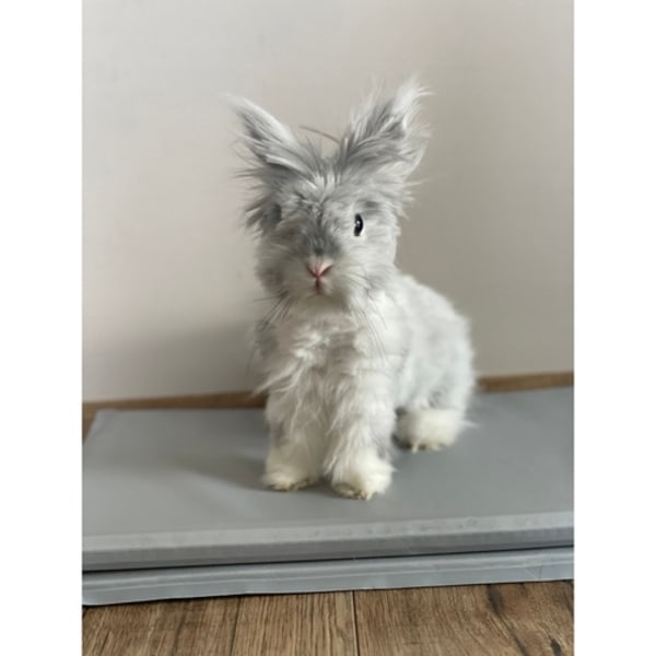 Kylmatta för Hund & Katt - Kyldyna som svalkar 90x50cm Grå