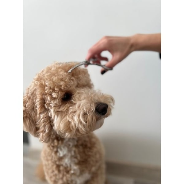 Hundeklipper Kit - Saks for hunder