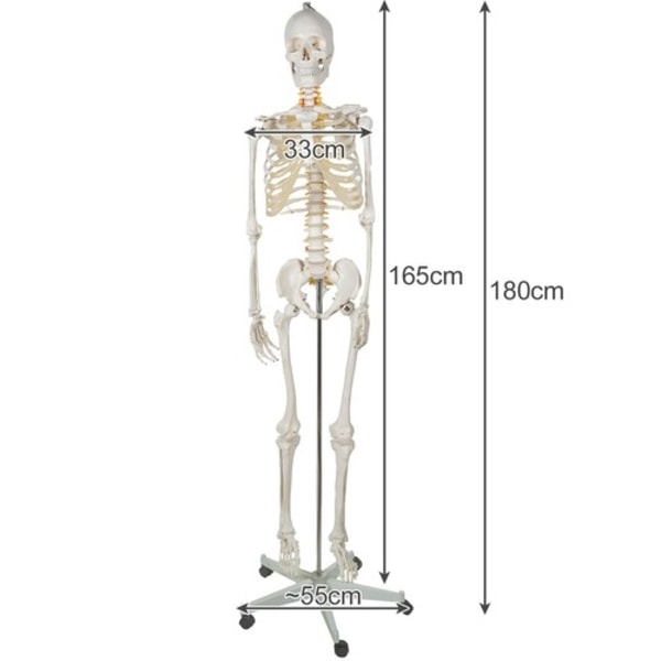 Människoskelett / Skelett på Stativ - 170 cm
