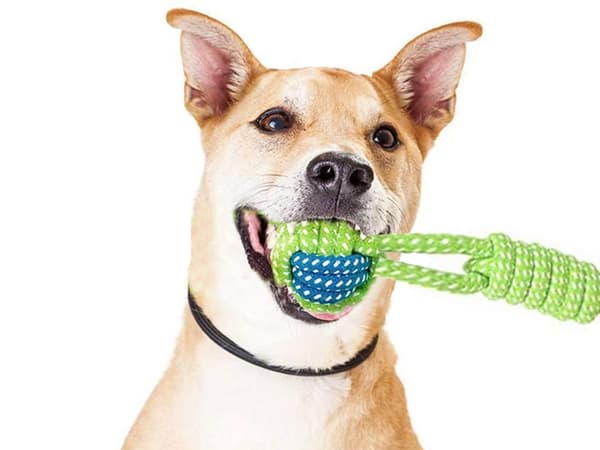 Dragleksak / Kampleksak för Hund - Hundleksak