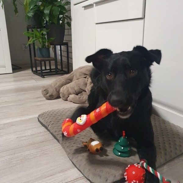 Hund Julklapp / Hundleksaker Jul - 6-delar