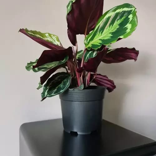 Planteringskrukor / Krukor - 16 cm 500-Pack