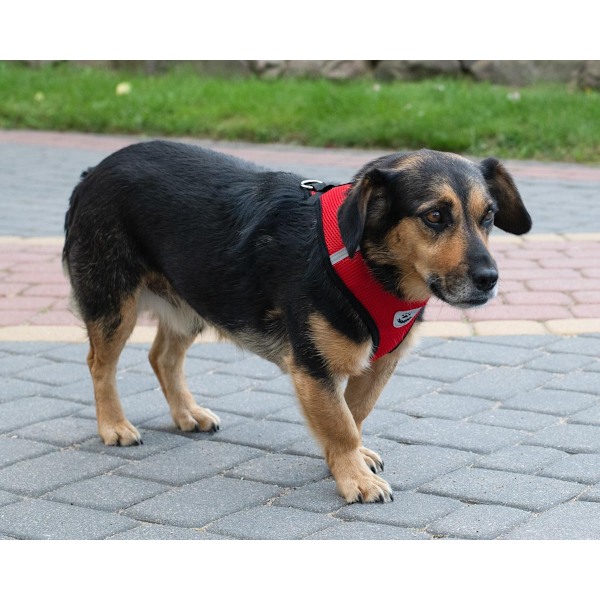 Spännfri hundsele + koppel XL