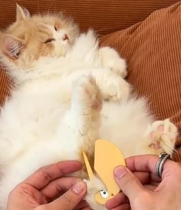 5-Pack - Tovkniv - Tovutredare för Hund & Katt Svart