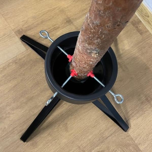 Joulukuusenjalka