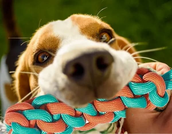 Dragleksak / Kampleksak för Hund - Hundleksak
