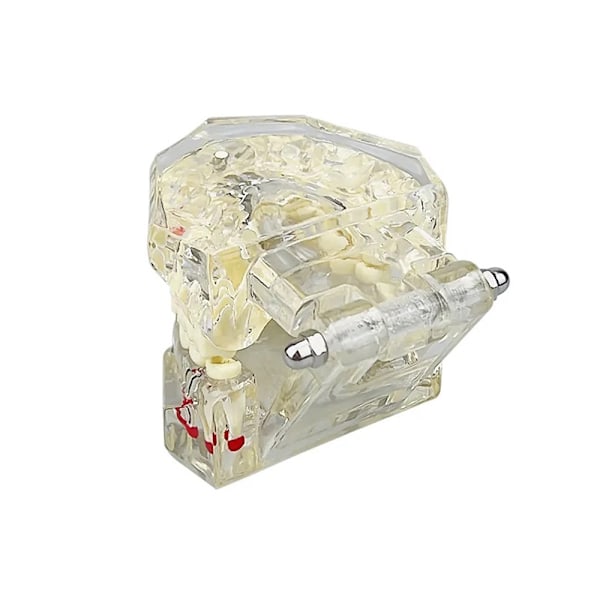 Anatomisk Tandmodell - Tandprotes White