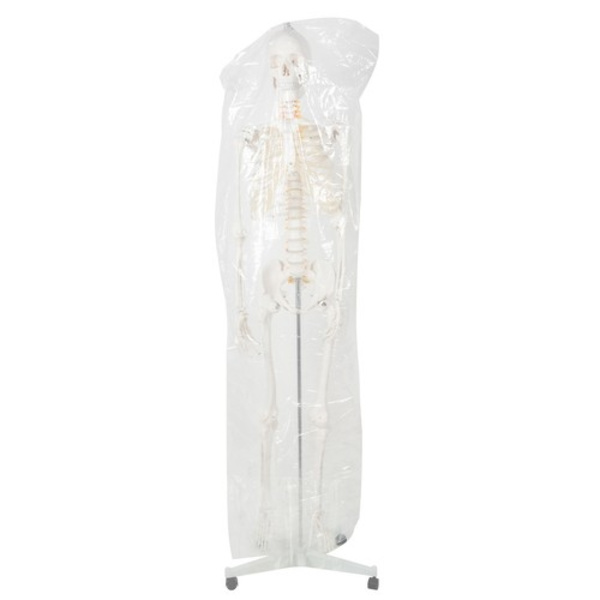 Människoskelett / Skelett på Stativ - 170 cm