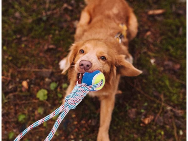 Dragleksak med boll / Kampleksak för Hund - Hundleksak