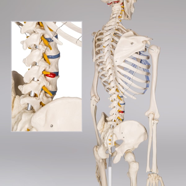 tectake Anatomiskt skelett med muskel- och benmarkering Vit