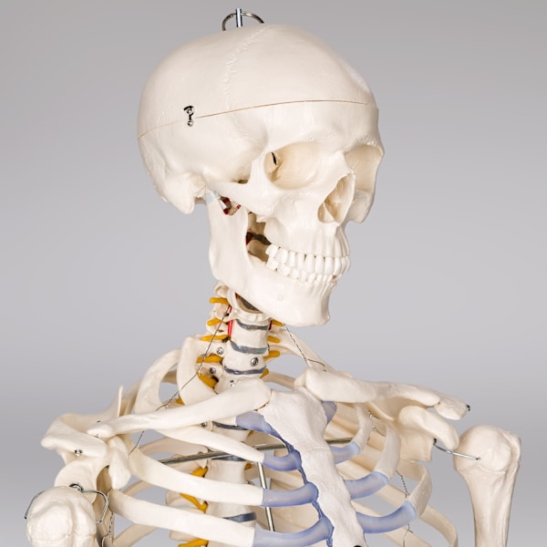 tectake Anatomiskt skelett med muskel- och benmarkering Vit