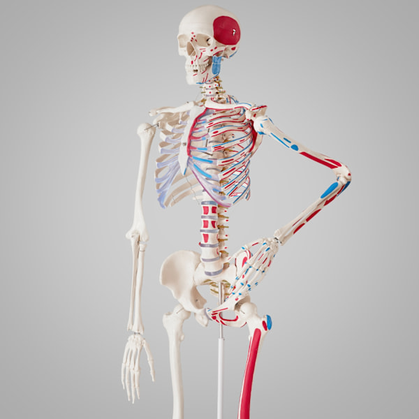 tectake Anatomiskt skelett med muskler Vit