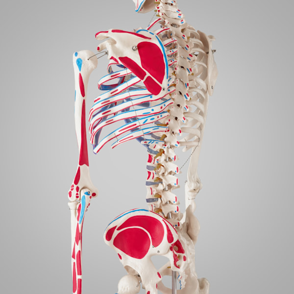 tectake Anatomiskt skelett med muskelmarkering Vit