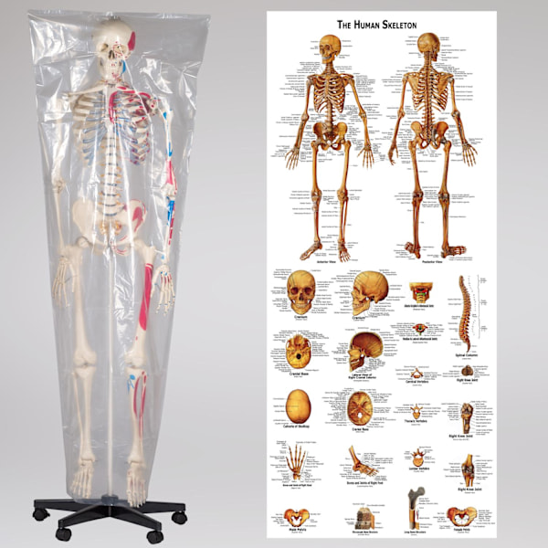 tectake Anatomiskt skelett med muskelmarkering Vit
