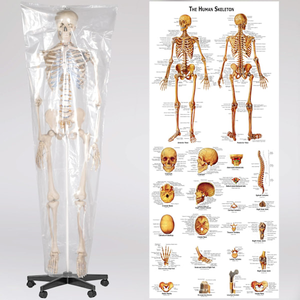 tectake Anatomiskt skelett med muskel- och benmarkering Vit