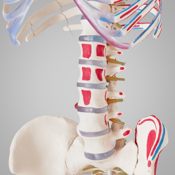 tectake Anatomiskt skelett med muskler Vit