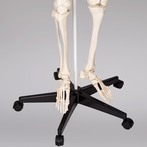 tectake Anatomiskt skelett med muskel- och benmarkering Vit