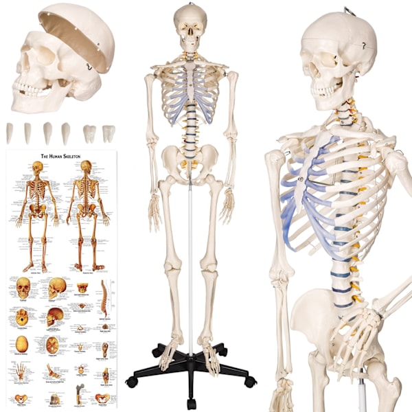 tectake Anatomiskt skelett med muskel- och benmarkering Vit