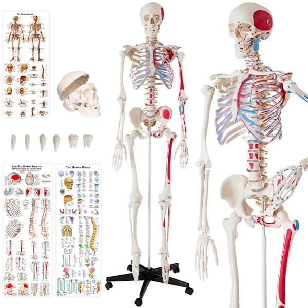 tectake Anatomiskt skelett med muskler Vit