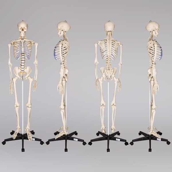 tectake Anatomiskt skelett med muskel- och benmarkering Vit