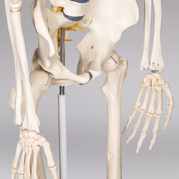 tectake Anatomiskt skelett med muskel- och benmarkering Vit