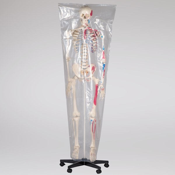 tectake Anatomiskt skelett med muskler Vit
