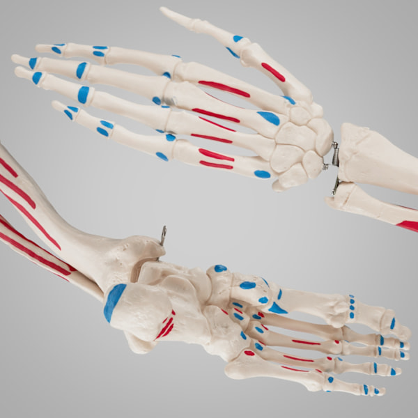 tectake Anatomiskt skelett med muskler Vit
