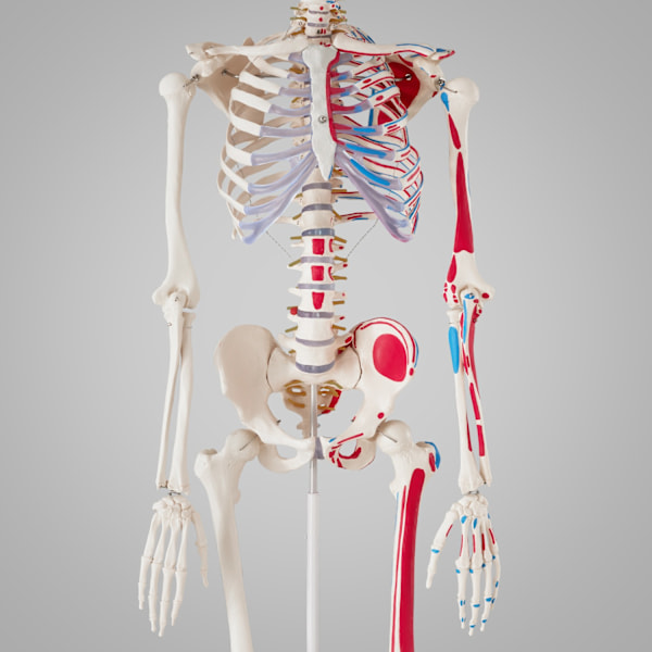 tectake Anatomiskt skelett med muskler Vit