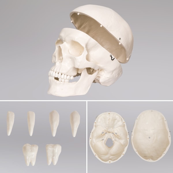 tectake Anatomiskt skelett med muskel- och benmarkering Vit