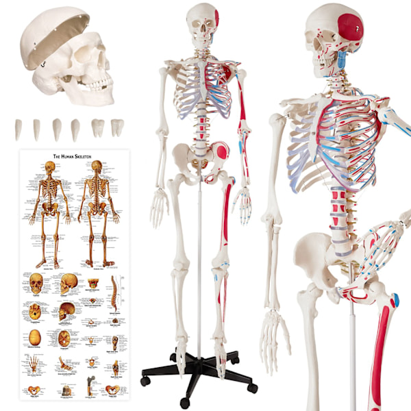 tectake Anatomiskt skelett med muskelmarkering Vit