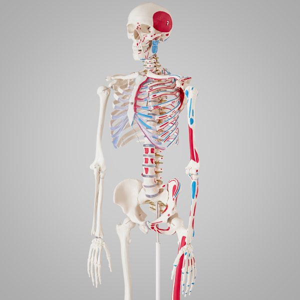 tectake Anatomiskt skelett med muskler Vit