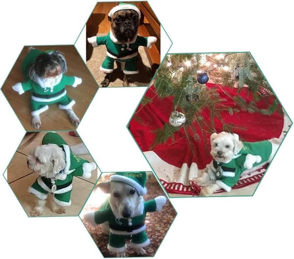 Julekostume til hunde, Julemandskostume med hat