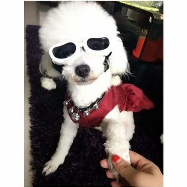 Udendørs hundesolbriller Anti-UV øjenbeskyttelsesbriller Vandtæt vindtæt anti-dug til lille kæledyr hvalpe kat, hvid