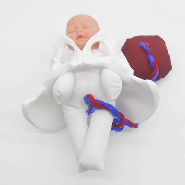 Menneskelig kvinnelig bekkenmodell baby med morkakemodell anatomisk modell
